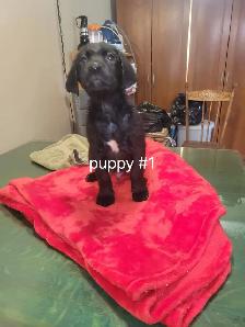 Puppies ready to go to loving homes