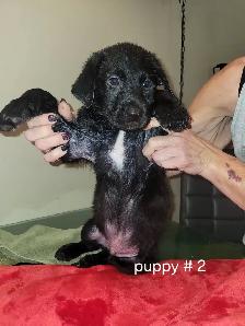 Puppies ready to go to loving homes - Photo 2