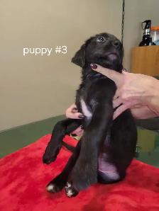 Puppies ready to go to loving homes - Photo 3