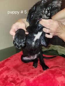 Puppies ready to go to loving homes - Photo 5