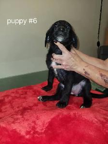 Puppies ready to go to loving homes - Photo 6