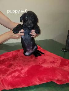 Puppies ready to go to loving homes - Photo 8