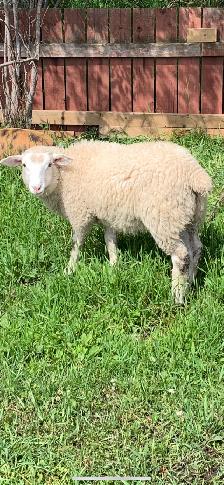 Ile De France Ewe
