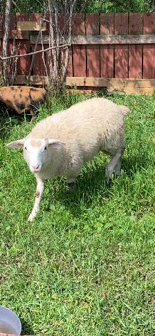 Ile De France Ewe - Photo 3