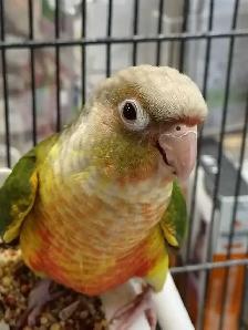 baby pineapple conure