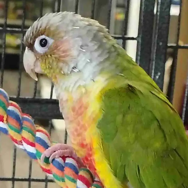 pineapple conure