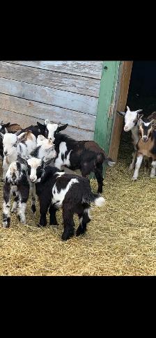 Nigerian dwarf goats
