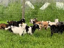 Nigerian dwarf goats - Photo 2