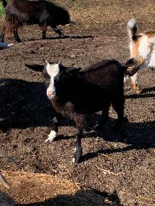 Nigerian dwarf goats - Photo 4
