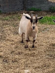 Nigerian dwarf goats - Photo 5
