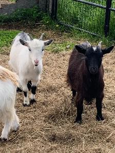 Nigerian dwarf goats - Photo 6