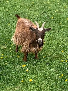 Nigerian dwarf goats - Photo 7