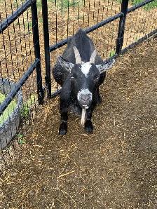 Nigerian dwarf goats - Photo 10