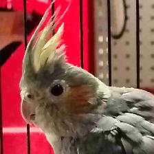baby cockatiel