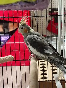 baby cockatiel - Photo 2