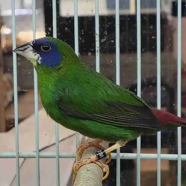 blue headed parrot finch