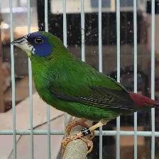 blue headed parrot finch