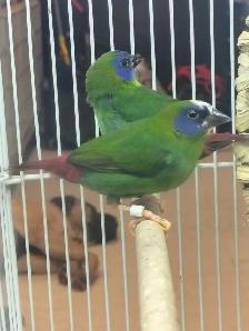 blue headed parrot finch - Photo 2