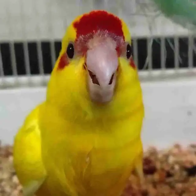 baby red fronted kakariki