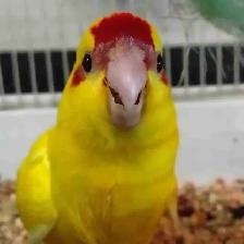 baby red fronted kakariki