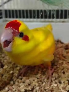 baby red fronted kakariki - Photo 2