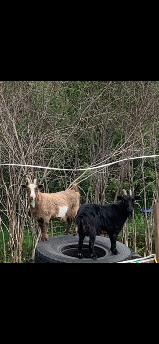 Pygmy Goats