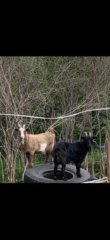 Pygmy Goats