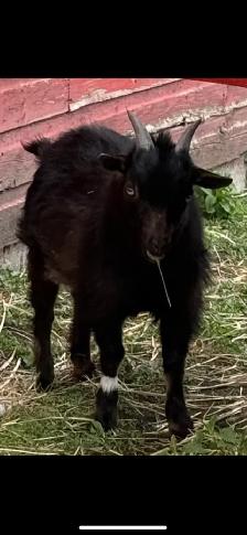 Pygmy Goats - Photo 2