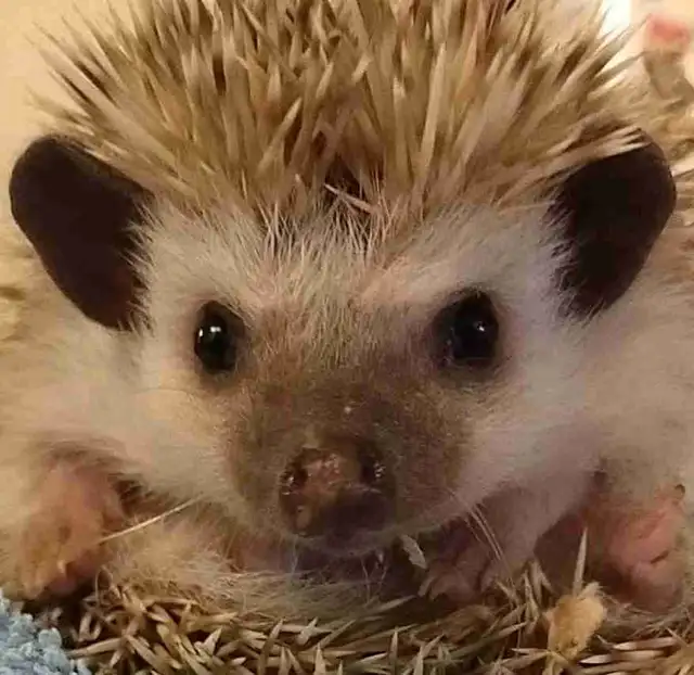 baby hedgehogs