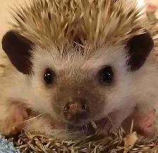 baby hedgehogs