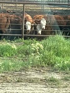 Black Angus Bull Wanted