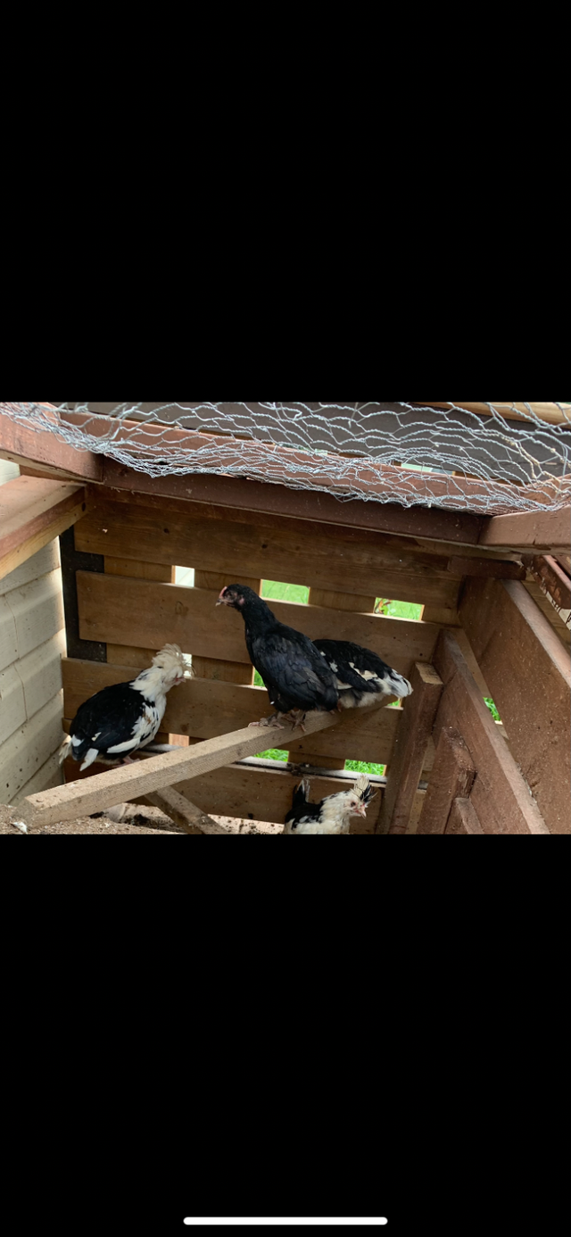 Mottled Houdan Chicks and Back Yard Mix