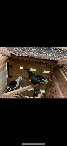 Mottled Houdan Chicks and Back Yard Mix