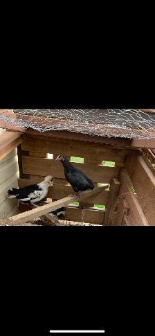 Mottled Houdan Chicks and Back Yard Mix - Photo 2