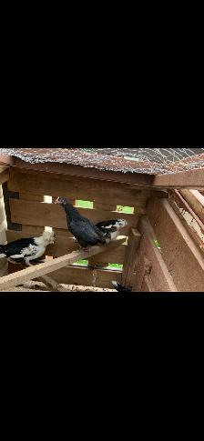 Mottled Houdan Chicks and Back Yard Mix - Photo 3