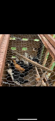 Mottled Houdan Chicks and Back Yard Mix - Photo 4