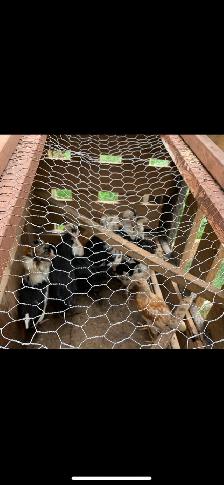 Mottled Houdan Chicks and Back Yard Mix - Photo 5