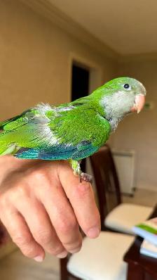 Baby Green Quaker parrot