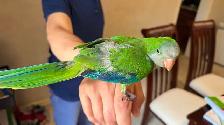 Baby Green Quaker parrot - Photo 2