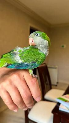 Baby Green Quaker parrot - Photo 3
