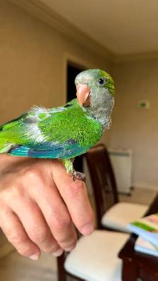 Baby Green Quaker parrot - Photo 4