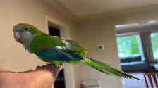 Baby Green Quaker parrot - Photo 5