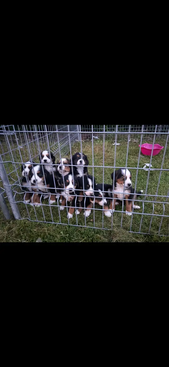 Chiots Labernois