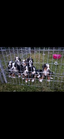 Chiots Labernois
