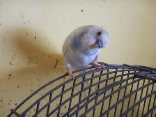 5 MONTH OLD  WHITE-PURPLE  MALE  BUDGIE  FOR  SALE - Photo 2