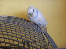 5 MONTH OLD  WHITE-PURPLE  MALE  BUDGIE  FOR  SALE - Photo 3