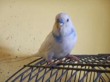 5 MONTH OLD  WHITE-PURPLE  MALE  BUDGIE  FOR  SALE - Photo 4