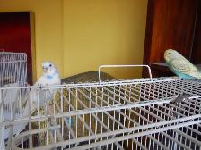 5 MONTH OLD  WHITE-PURPLE  MALE  BUDGIE  FOR  SALE - Photo 8