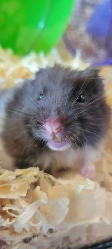 hamsters
