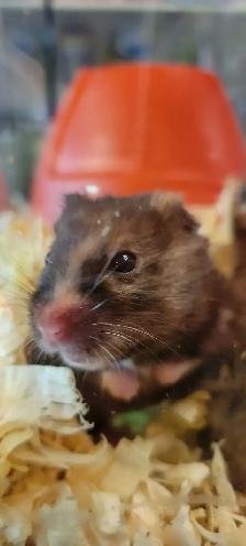 hamsters - Photo 3
